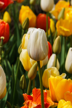 Beautiful white tulips in the background of other flowers in the flowerbedの写真素材