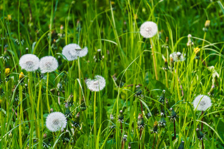 Fluffy dandelions among the grass on a green fieldの写真素材