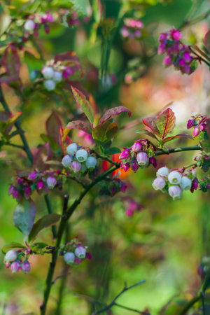 Blossoming tender white-pink flowers bush garden blueberriesの写真素材