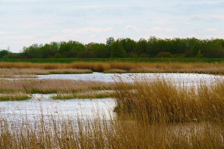 A reed-covered lake on a cloudy day in May