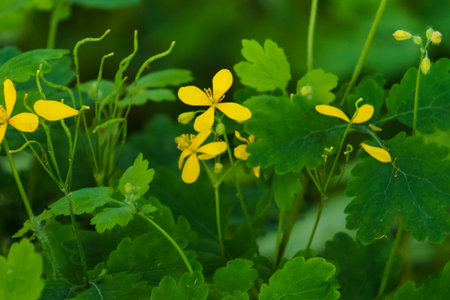 Yellow flowers and green leaves of a medicinal herb Celandine in Mayの写真素材
