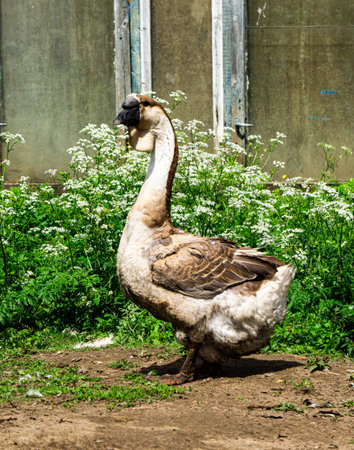 Kholmogory geese - a source of quality meat, fluff, fat and feathers.
