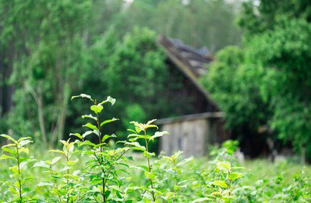 An abandoned building on a farm in a forest in Latvia in the summerの写真素材