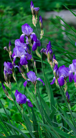 Tender blue irises on a flowerbed in a park in early summer