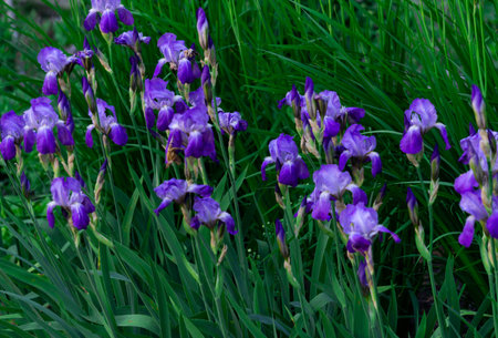 Tender blue irises on a flowerbed in a park in early summerの写真素材