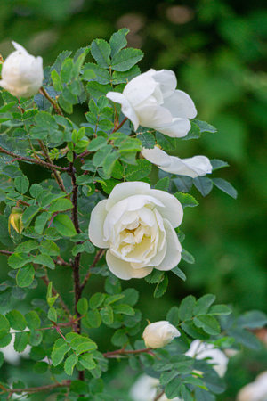 Green bush of wild rose hips with white flowers on a bright sunny day.の写真素材