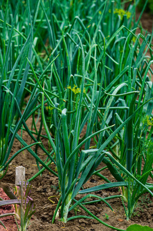 Green onion feathers on a garden bed in the countryside.