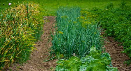 Beds of green onions, garlic and potatoes in a rural gardenの写真素材