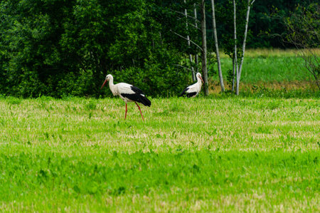 Beautiful landscape. A pair of storks in the field looking for food.