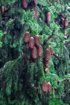 Green spruce branches with young cones close-upの写真素材