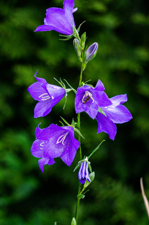 A sprig of bright purple bell flowers in the gardenの写真素材
