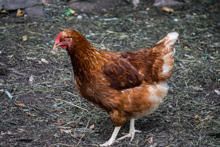 One motley brown hen walks on a farm in the countrysideの写真素材