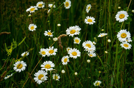 Green grass and white chamomile in the natureの写真素材