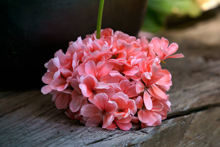A branch of pink geranium flowers on a background of wooden boards.