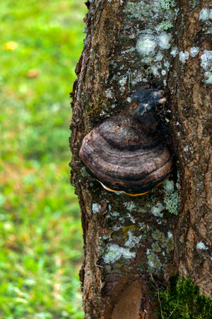 fungus on a tree close-up used for treatment
