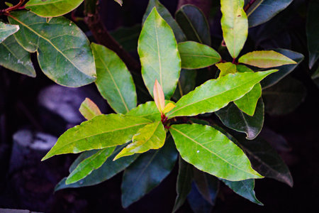 Bright green branch of fresh laurel leaves