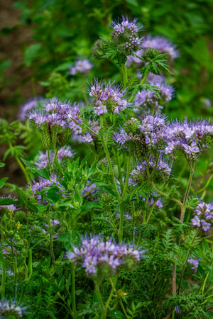 Special Flowers of phacelia honey plants are blooming in the field