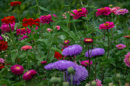 Flower Bed with multicolored Zinnia flowers and asters