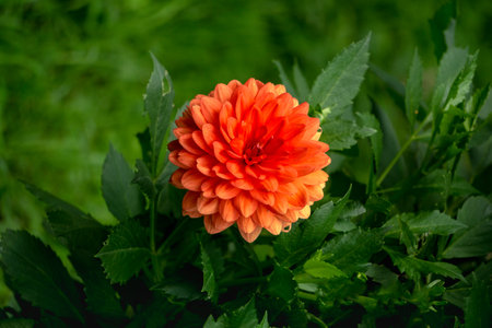 Orange flowers of dahlias on a background of green leaves in a summer garden