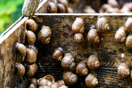 A series of photographs One day at a grape snail farmの写真素材