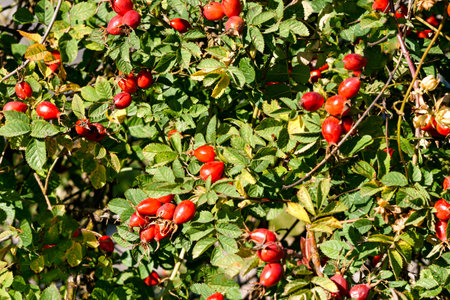 Branches of ripe red rose hips in autumnの写真素材