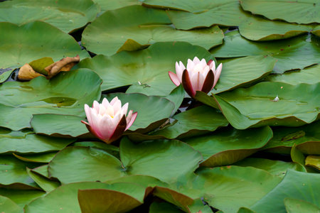 Beautiful pink water lily Nymphea in the pondの写真素材