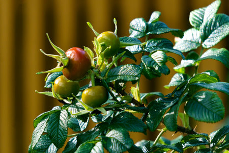 Red and green rose hips in autumnの写真素材
