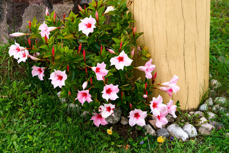 Mandeville bell, funnel-shaped flower outdoors in the garden in summerの写真素材