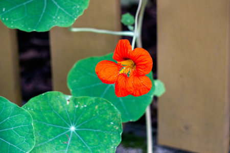 Beautiful, bright flowers of nasturtium in the garden in summerの写真素材