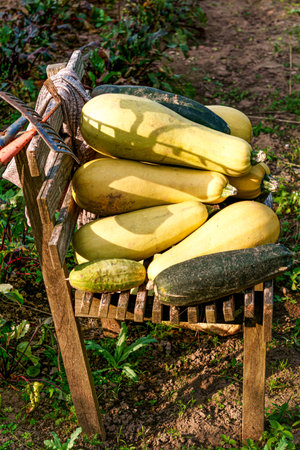 Harvest from yellow and green zucchini on a wooden bench and on the groundの写真素材