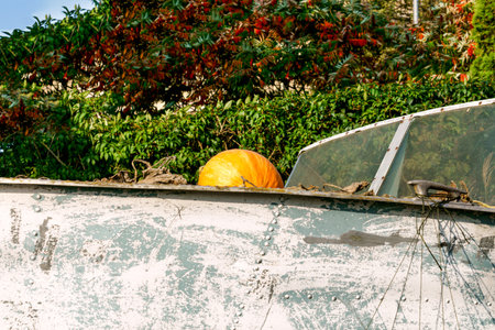 Pumpkins have grown in an abandoned old boatの写真素材