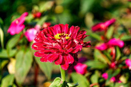Beautiful burgundy zinnia flower in the gardenの写真素材