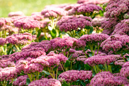 A flower bed of pink perennial flowers of stonecrop.の写真素材