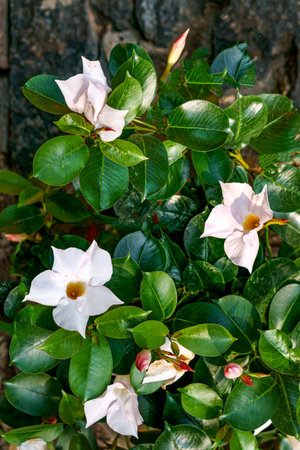 White mandevilla flower in the shape of a bell outdoors in the garden.の写真素材