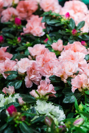 Beautiful pink azalea buds in a flower pot.の写真素材