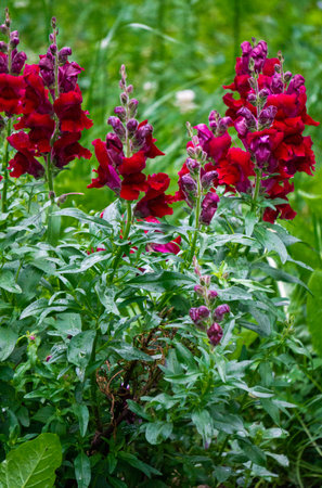 Burgundy snapdragon flowers on a flowerbed in a parkの写真素材