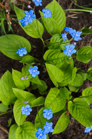 One of the first spring blue flowers in the garden in springの写真素材