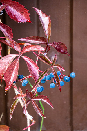 Wild grapes with bunches of blue berries wind through a wooden fenceの写真素材