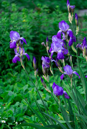 Tender blue irises on a flowerbed in a park in early summer