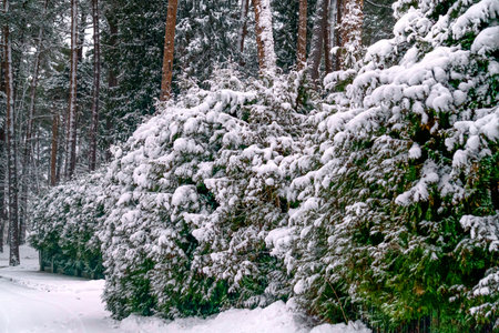 Branches of trees covered with white fluffy snowの写真素材
