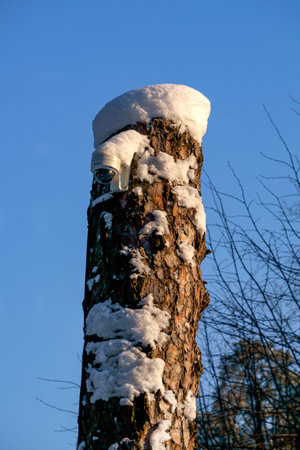 A pine trunk covered with snow with a small lanternの写真素材