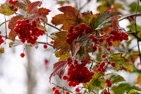 Bunches of red viburnum berries on a branch in the garden. Viburnum berries and leaves outdoors in...