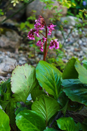 Badan in the garden bed. Medicinal and tea plantの写真素材