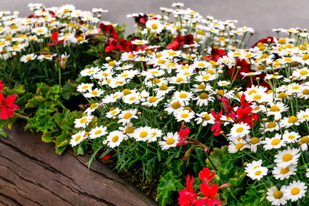 White daisies together with red geraniums are planted in a wooden tubの写真素材