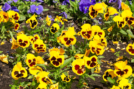 Background of multi-colored, yellow pansies in the gardenの写真素材