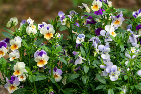 Background from multi-colored yellow with blue, pansies in the gardenの写真素材