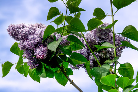 A branch of purple-pink double lilac with large flowers.
