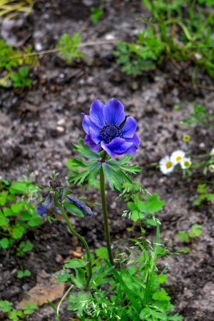 Blue-violet flower anemones close-up in natural nature.の写真素材