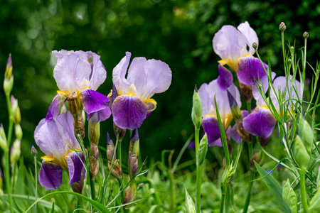 Beautiful multicolored blooming decorative irises on a flower bed in the garden on a sunny day.の写真素材