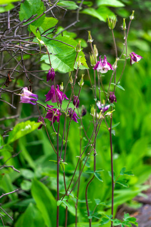 In the garden, aquilegia flowers bloom, commonly called catchment or eagles. Used in medicine.の写真素材